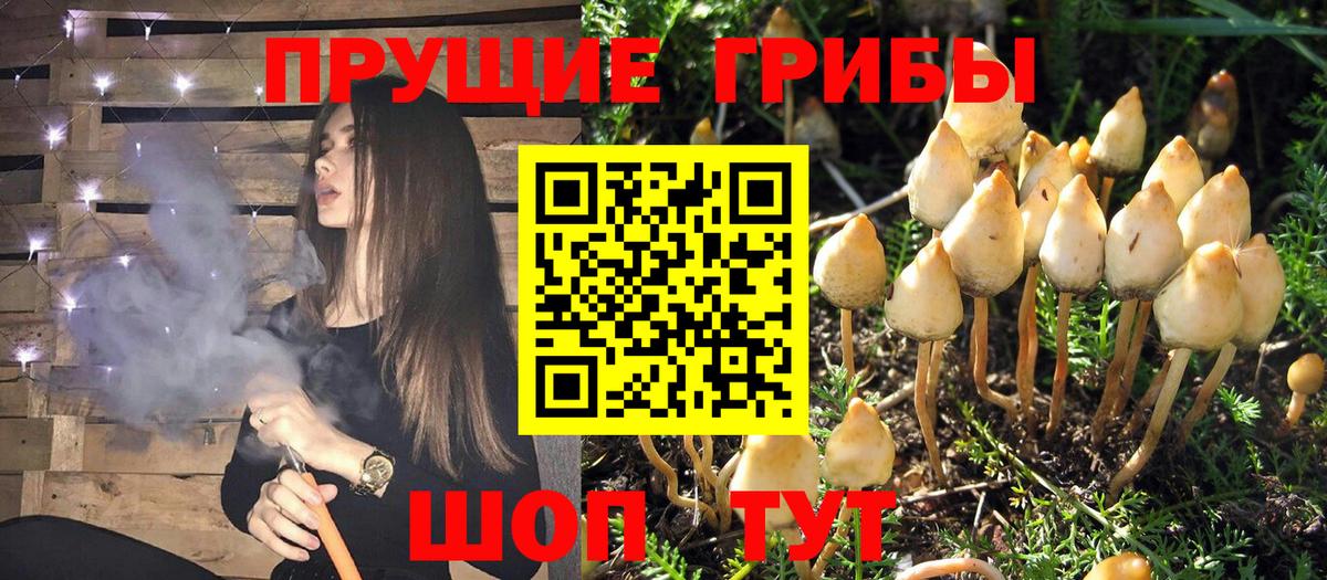 Галлюциногенные грибы Psilocybine cubensis Октябрьский